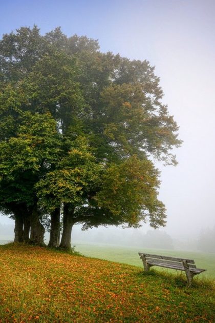 landscape, tree, bench-5591270.jpg