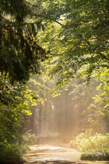 trees, forest, park-6556336.jpg